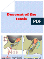 5 - Descent of The Testis