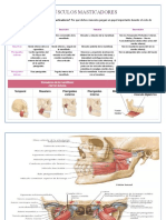 Alcantara Santos Abigail 3151 Músculos Masticadores
