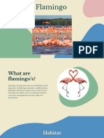 Flamingos