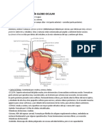 ANATOMÍA y FISIOLOGÍA GLOBO OCULAR