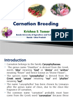 Carnation Breeding