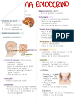 Sistema Endocrino