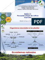 Sesion 11 - Plagas de Cultivos Tropicales