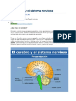 El Cerebro y El Sistema Nervioso