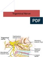 Trigeminal Nerve