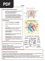 Organos Del Cuerpo Humano