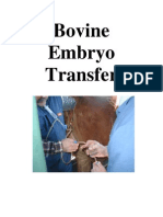 Bovine Embryo Transfer