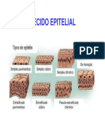 Aula - Tecido Epitelial - Mo-2