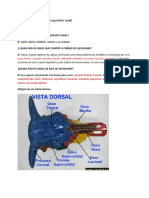 Simulado de Anatomia Pratica