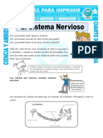 Ficha El Sistema Nervioso para Cuarto de Primaria