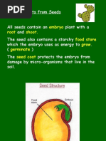 Embryo Root Shoot. Food Store Grow Germinate Seed Coat