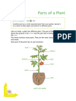 Parts of A Plant: Let's Begin