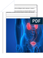 Patologias Del Sistema Urinario
