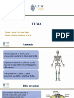 TIBIA