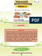 Anatomía Bgu Semana Nº14