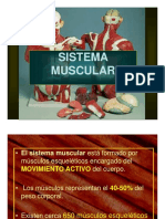 SISTEMA MUSCULAR 3ero