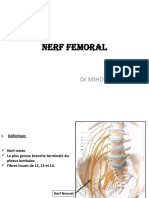 Nerfs Femoral Et Obturateur