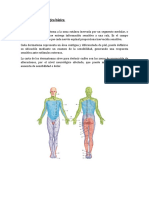 Dermatomas y Miotomas