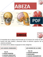 Cuarta Teoria de Cabeza