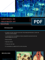 Calendario de Vacunación en Bovinos