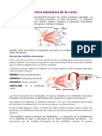 Estructura Anatómica de La Carne