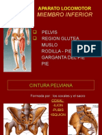 7 - Pelvis-Reg - Glutea