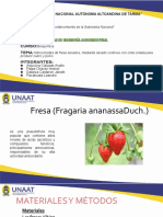 Hidrocoloides de Fresa Secados Mediante Secado Continuo Con Cinta Colada para Producir Cuero y Polvo