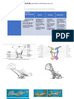 Anatomia Comparada Pelvis