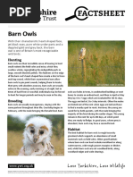 Barn Owls