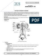 Anat (29) Sistema Urinario 117 - 128