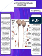 Simpatico Parasimpatico: Sistema Nervioso Central Sinpatico Y Parasinpatico