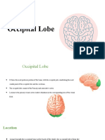 Ocipietal Lobe