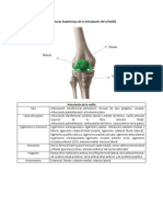 Anatomia Del Miembro Inferior