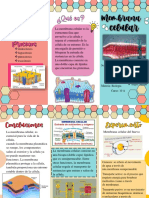 Membrana Celular Folleto Biología