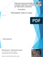 Enfermedades Virales en Conejos (Mixomatosis)