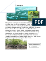 Mangrove Swamps: Avicennia