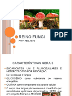 REINO FUNGI (Slides)