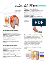 Músculos Del Tórax
