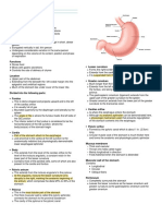 Anatomy Stomach