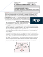 7 Ciencias GUIA 54 Sist Reprod F