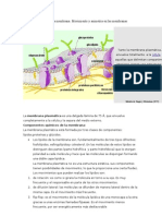 Dinámica y Fluidez de La Membrana