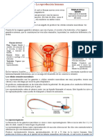 Fichas La Reproducción Humana
