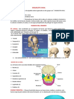 Huesos Del Craneo Olypon