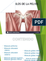 Msculos de La Pelvis