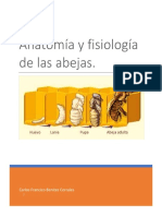 Morfologia y Fisiologia de Las Abejas