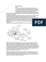 Bases Biológicas Del Comportamiento Humano