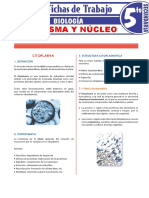 Citoplasma y Nucleo para Quinto Grado de Secundaria