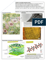 2 Activite2 cellulesMET Organites Matrices