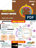 Sem 6 (Ciclo Celular)