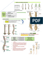 3 - Columna Vertebral Parte 1